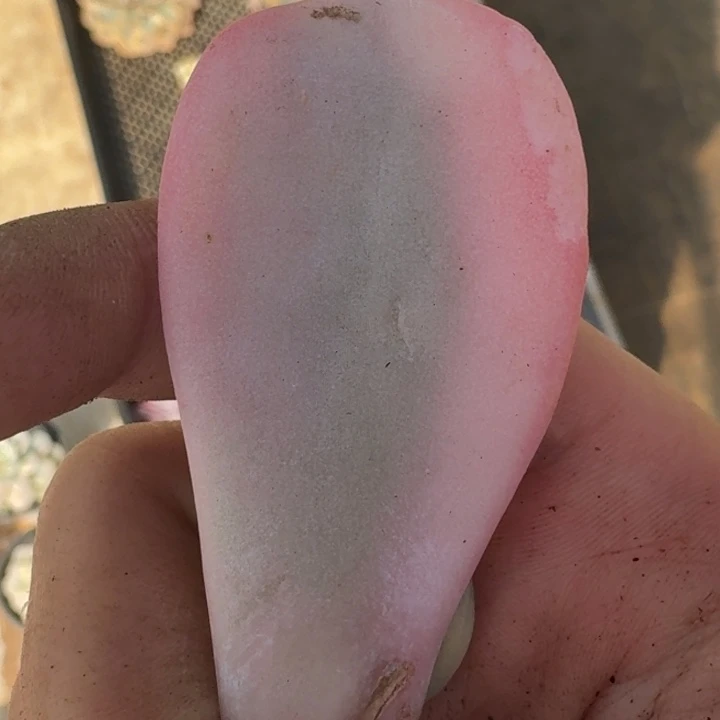 粉兔叶片一物一拍