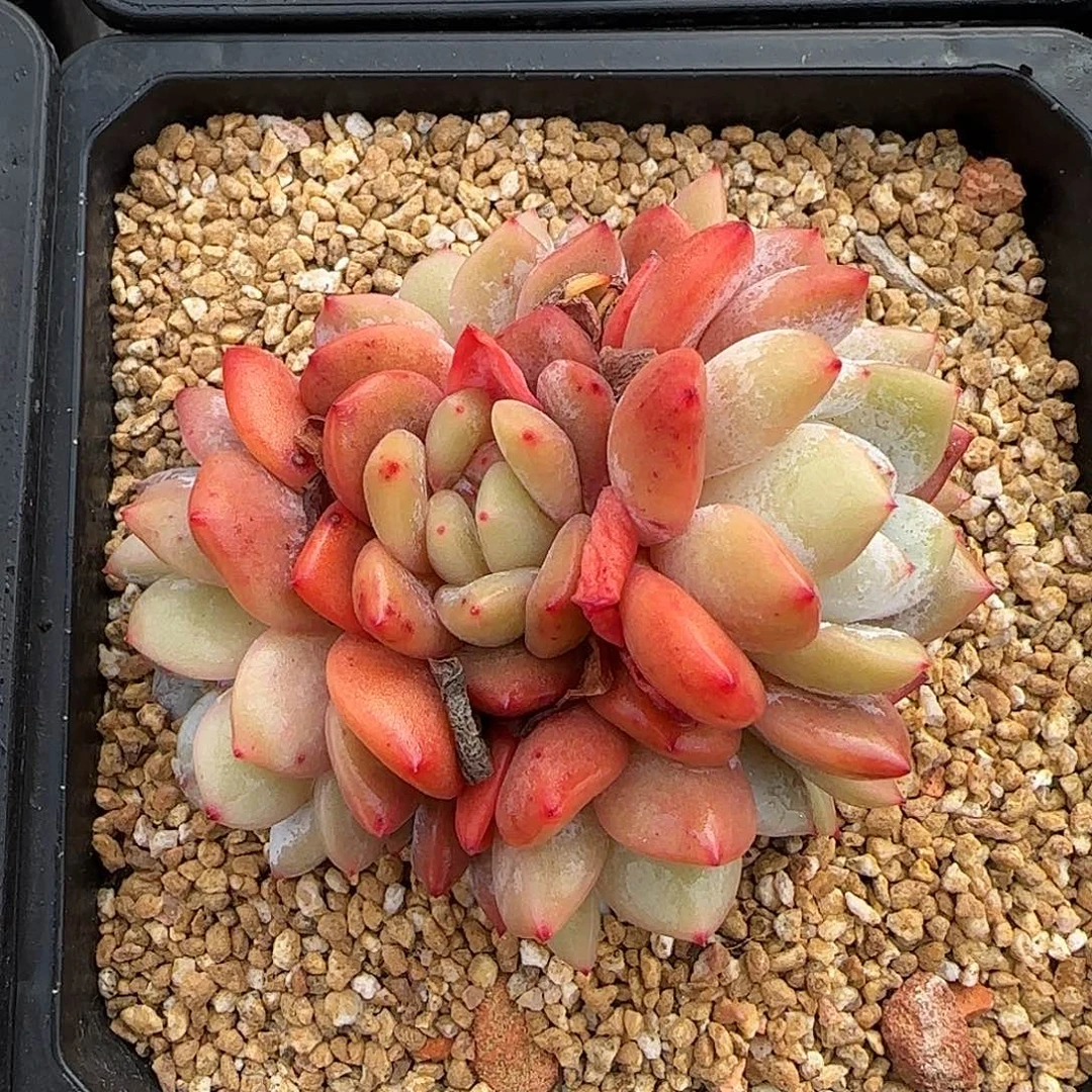 从前慢甄选多肉编号雪天使群生