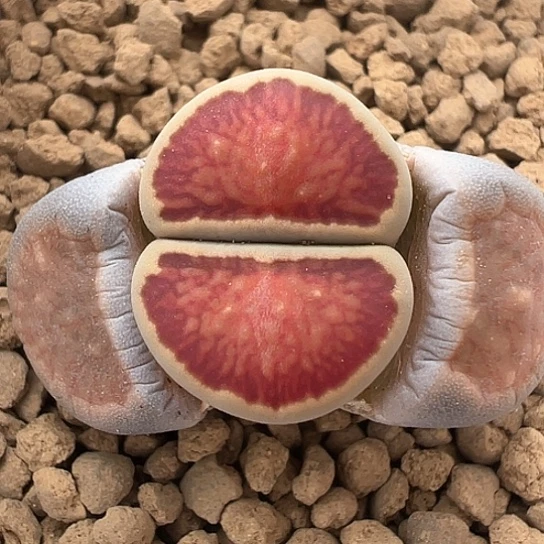 2396.红窗菊.下播福利11111