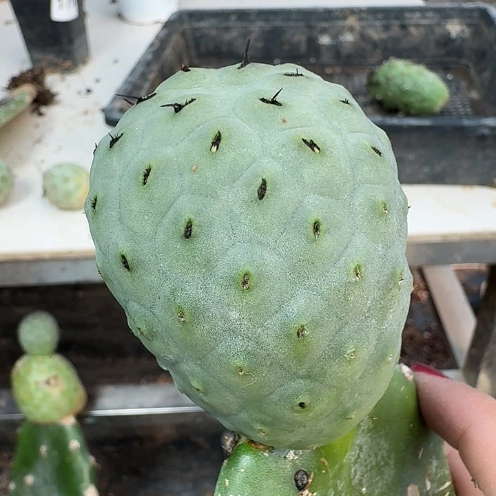 无花朵大型绿皮陨石坑