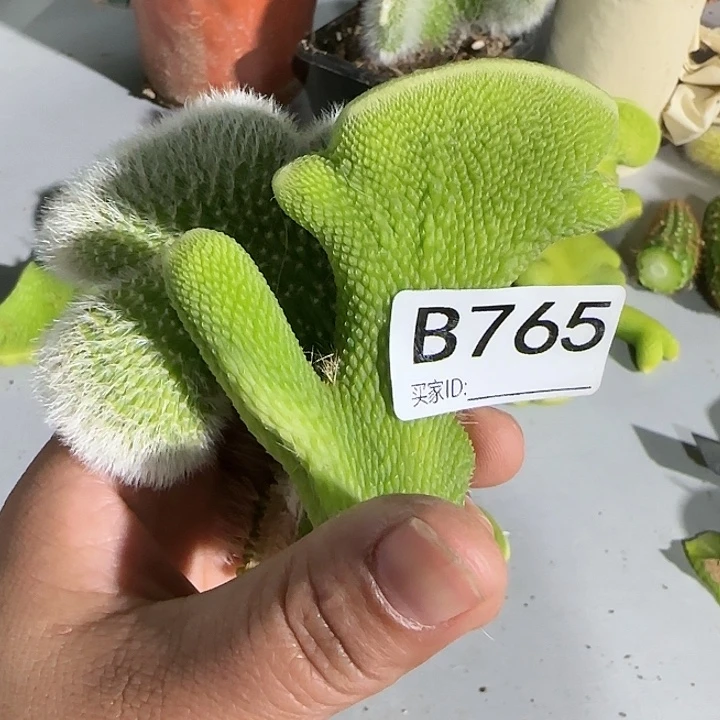 用****3九尾狐缀化➕青蛇缀化765