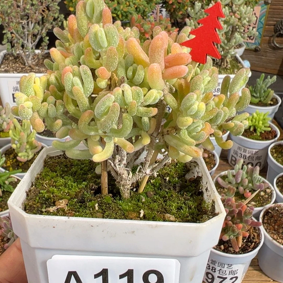 22-119枝干番杏橙叶白锦老桩带拉丝锦+黄锦