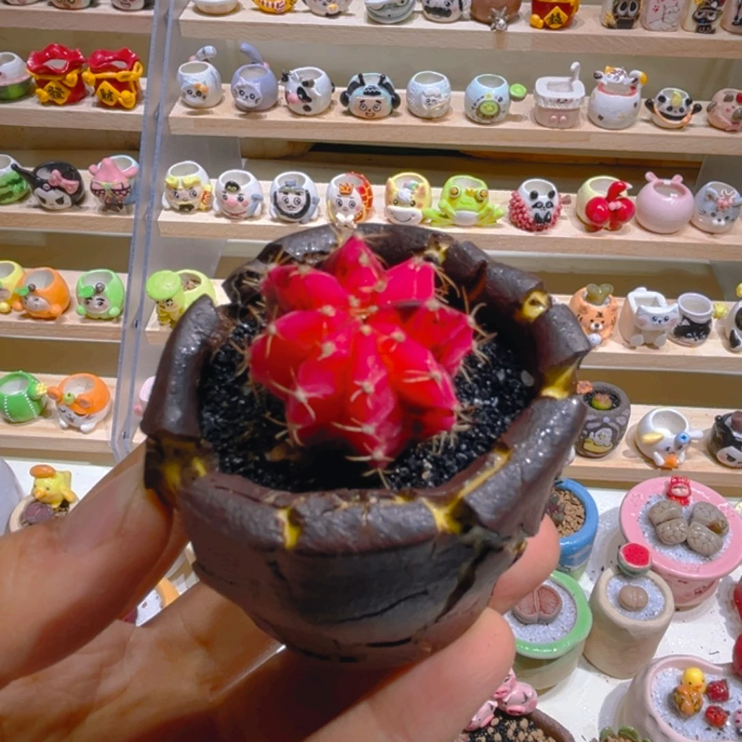 011肋骨牡丹锦带盆土一套68