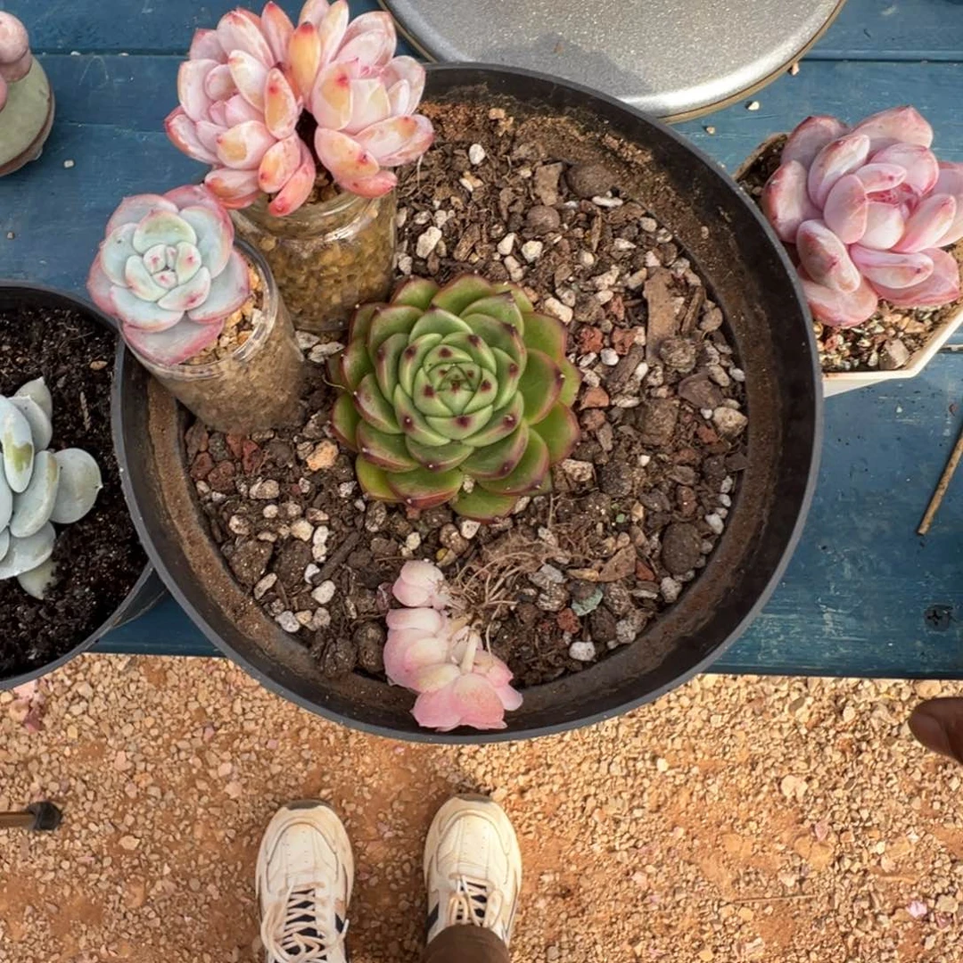 羚***主脱土发货00000000