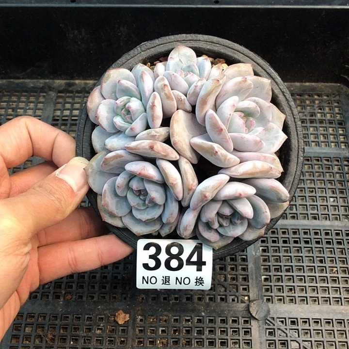 星影石榴籽福利出咯 384