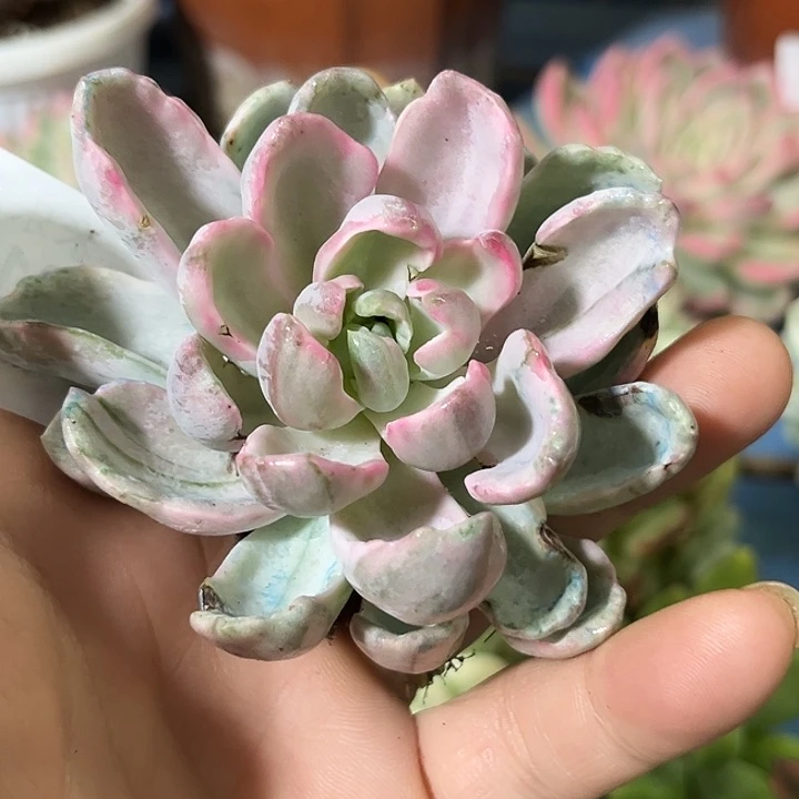 311美尻石化变异锦炸