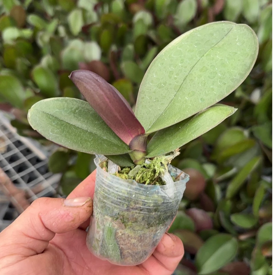 精品大花蝴蝶兰盆栽花苗植物室内花卉绿植盆景观花四季开花好养