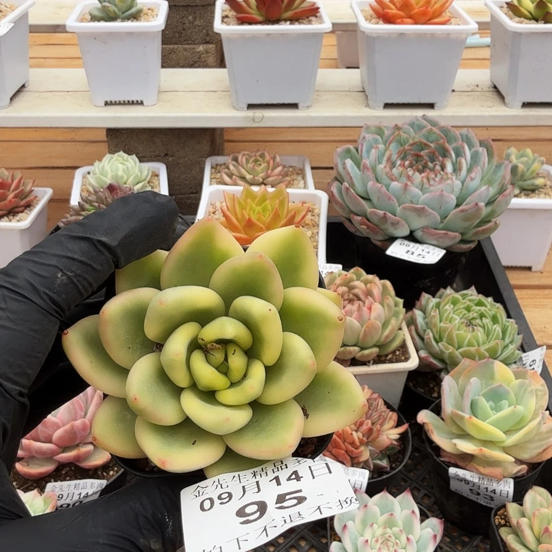 0914-95祝之松锦单头