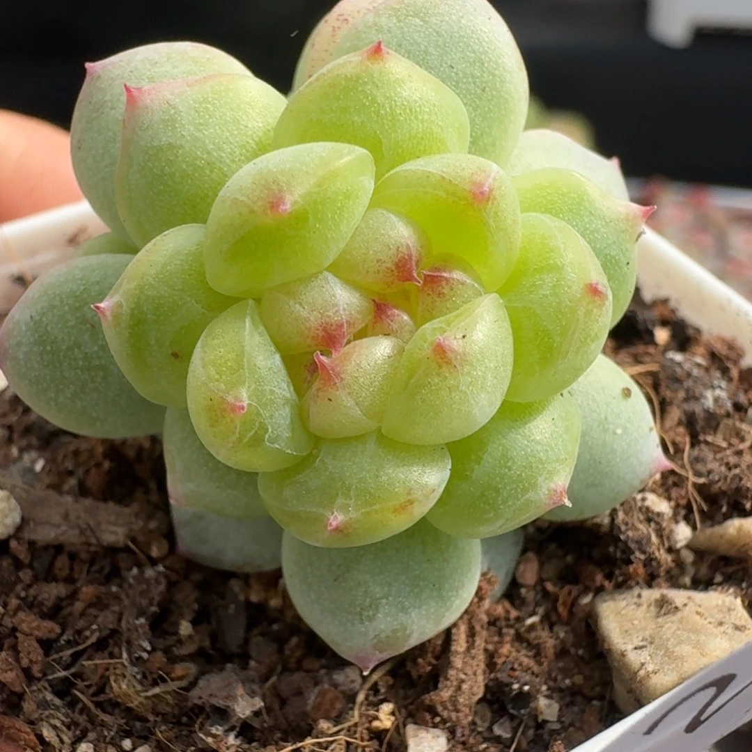 一物一拍一物一拍1107-252