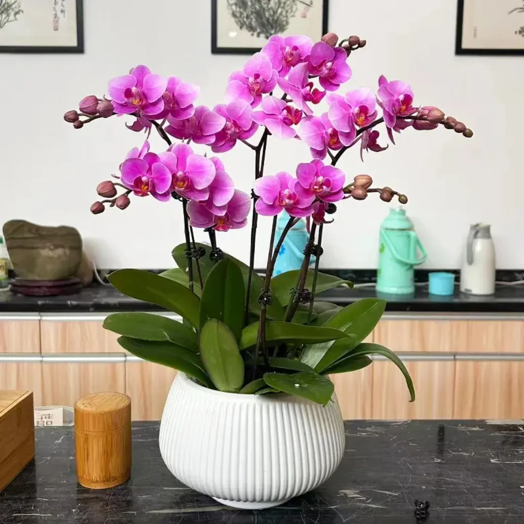 蝴蝶兰带花苞  婚宴 带花剑盆栽精品室内花卉绿植