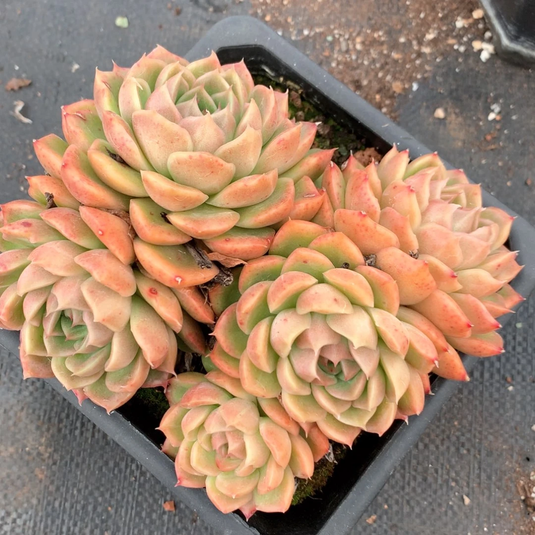 5109不包整散特价