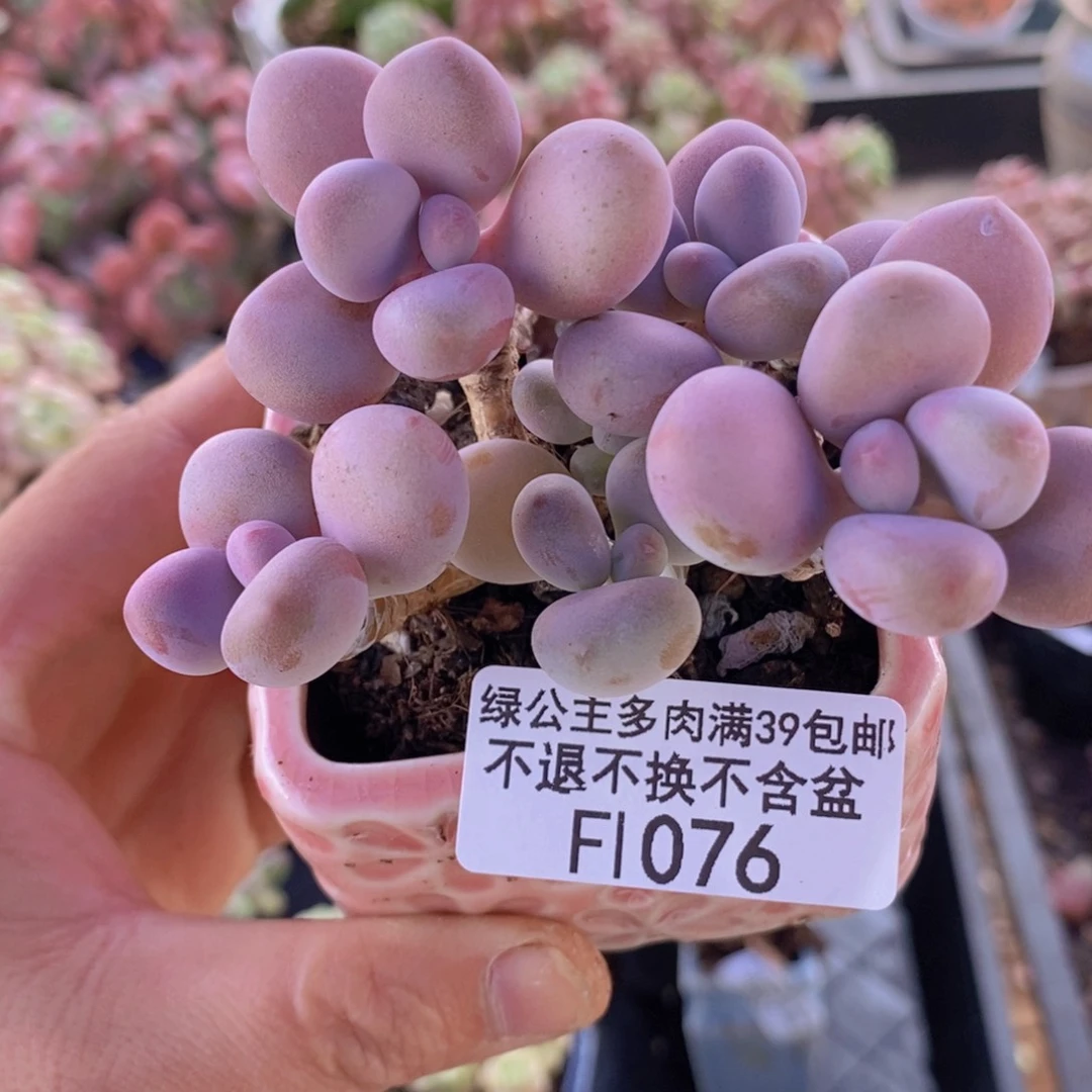 腰子桃蛋6cm1076多肉植物