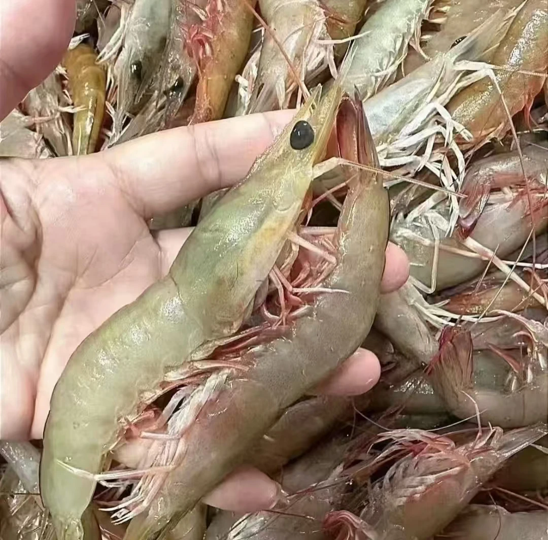 活冻盐田虾买一斤送一斤到手2斤顺丰冷链包邮