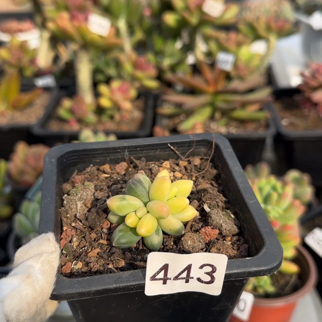 443号一物一拍一物一拍一物一拍