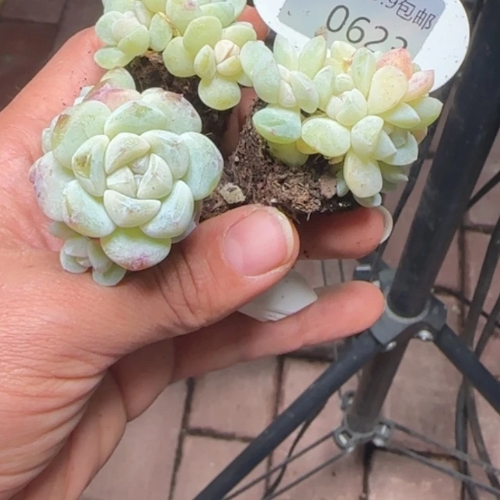 623   冰玉群拍一发三