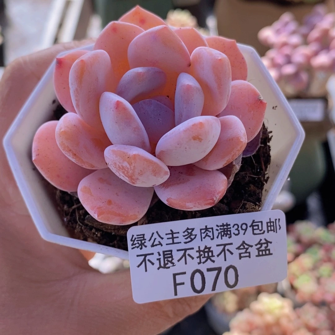 冰橙5cm070多肉植物