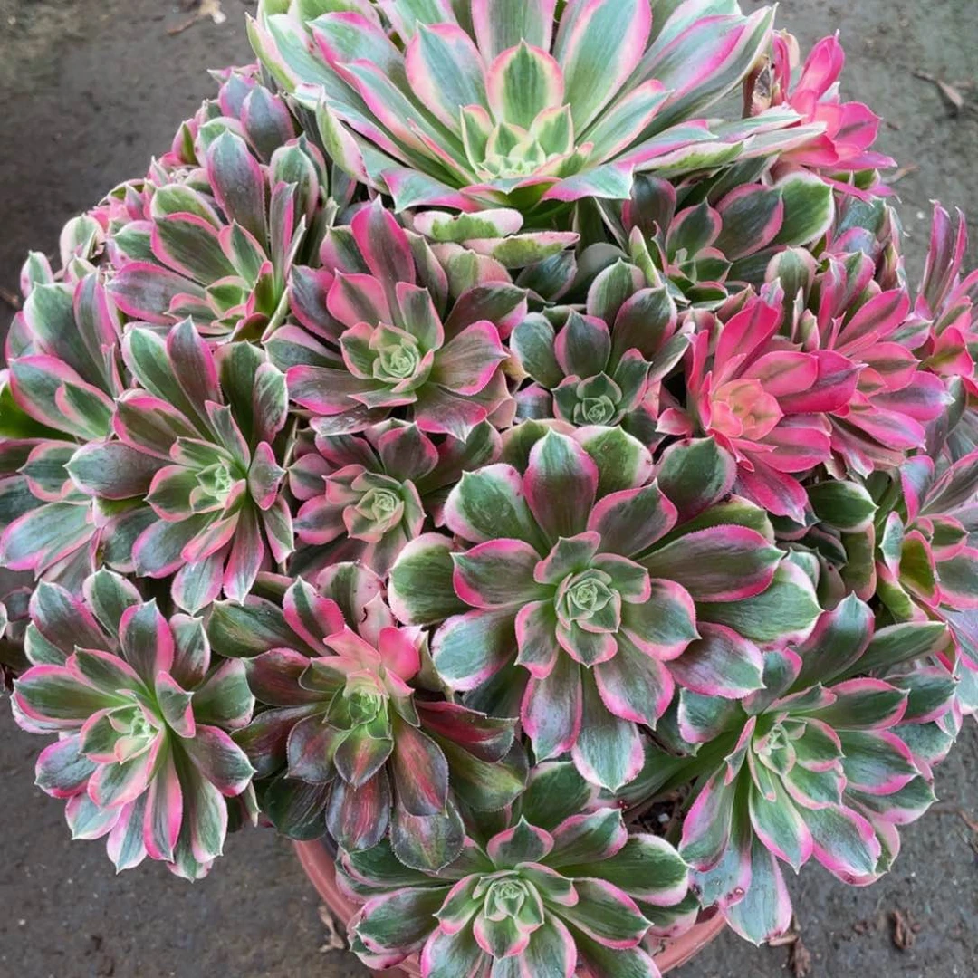 734大男神精品法师老桩