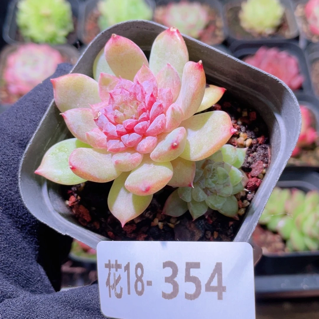 花利美18-354新品