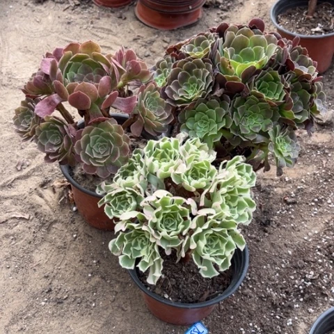 873多肉植物组合，