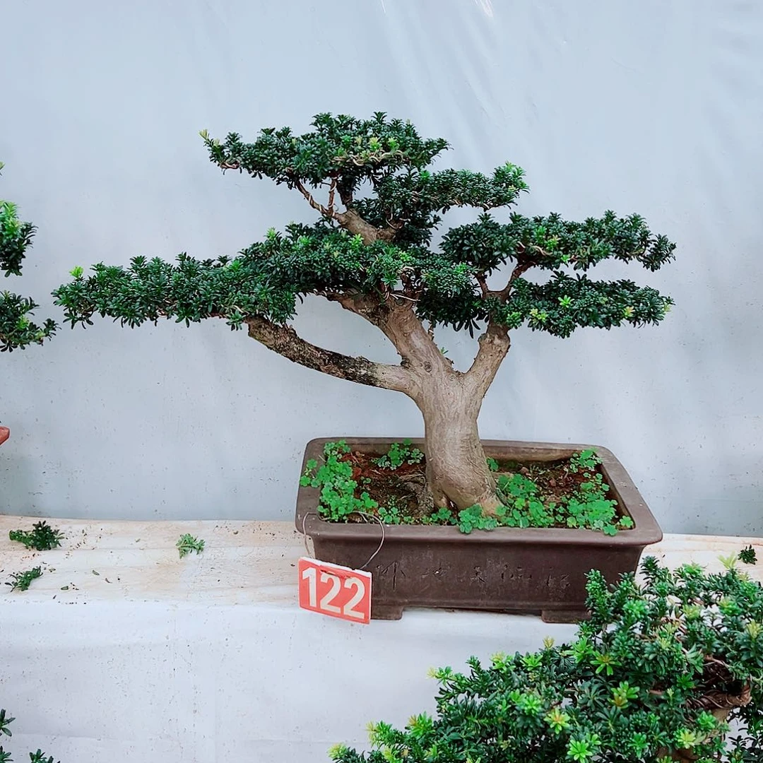 无花朵罗汉松室内室外