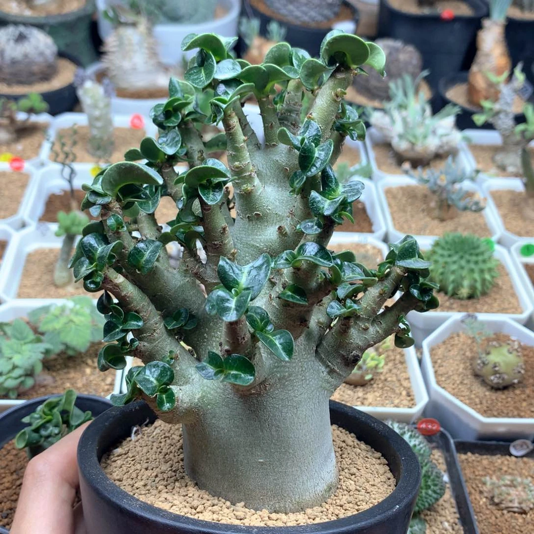 哥斯拉沙漠玫瑰带盆