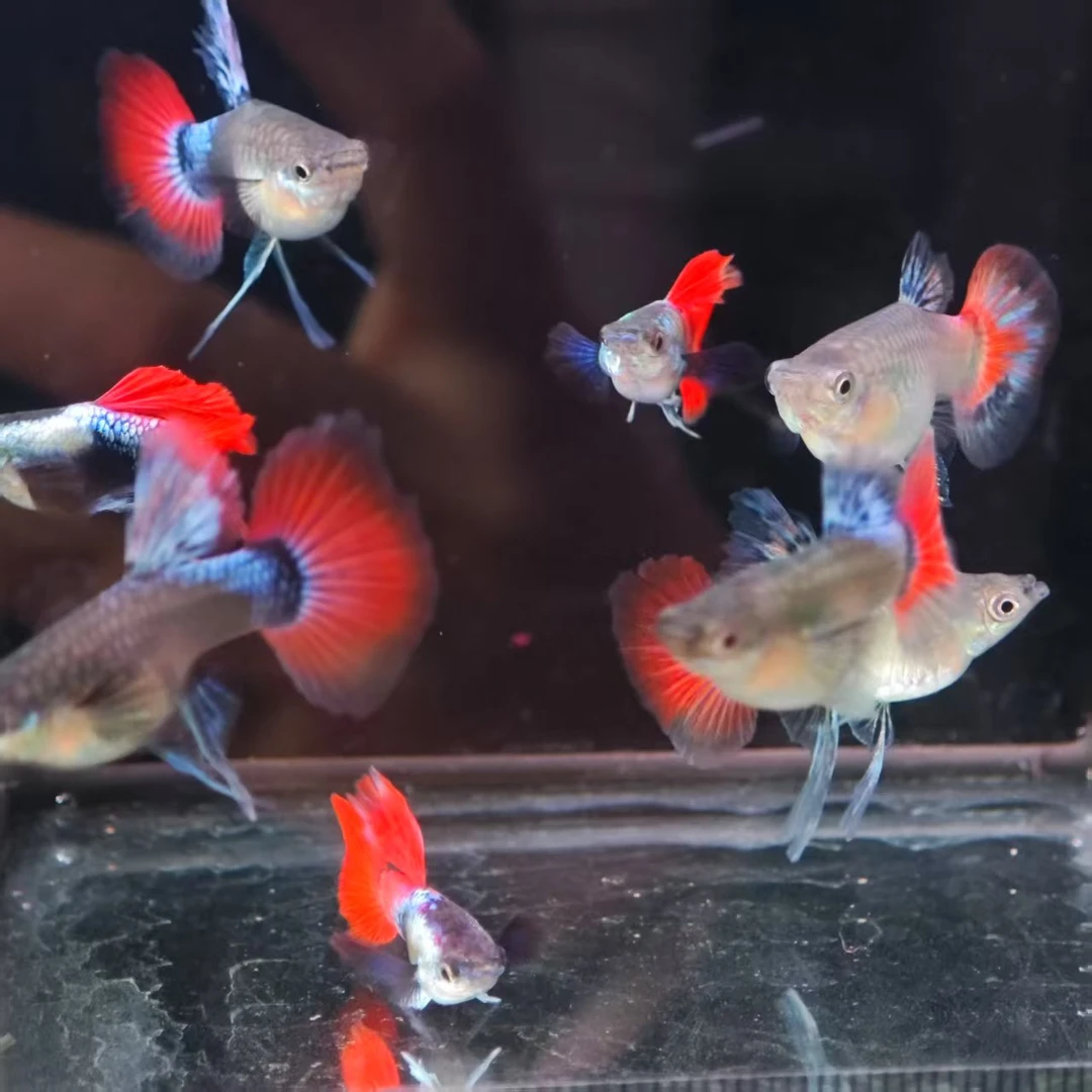 白金红尾象耳缎带短体孔雀鱼