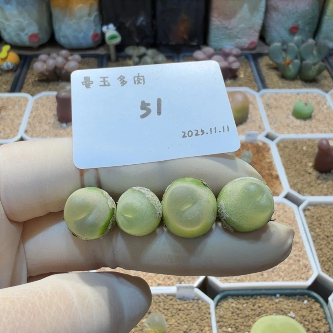 网***。多肉多肉多肉11.11-051