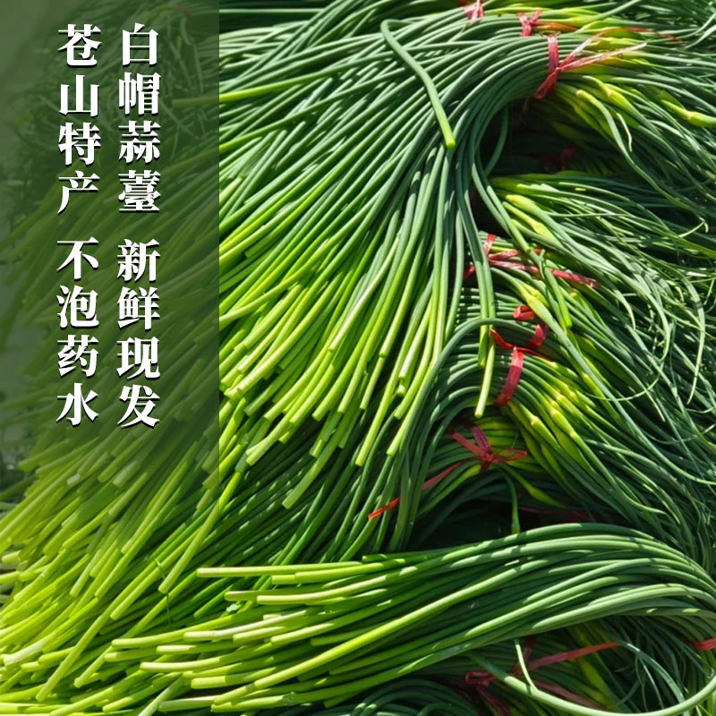 头茬现摘新鲜蒜苔脆嫩爽口苍山兰陵白帽蒜薹当季绿色蔬菜农产品