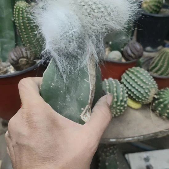 仙人球雪缘玉翁带杆