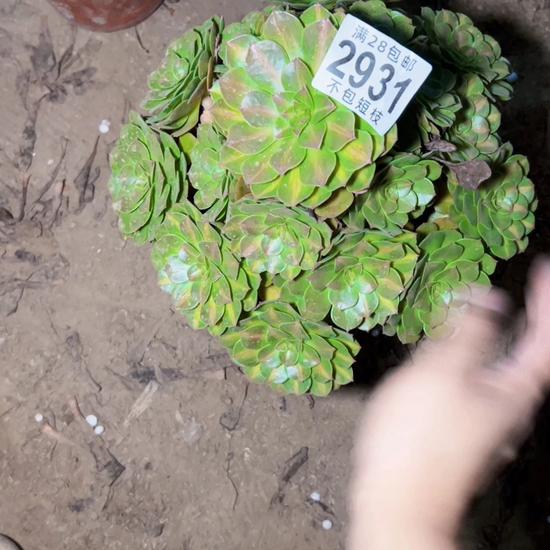 抹茶多肉植物2931