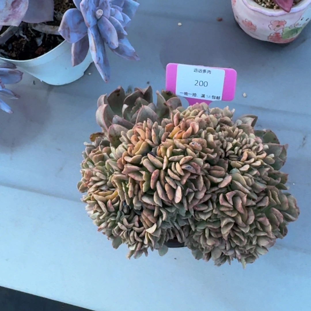 200飞行少年缀肉肉肉肉肉