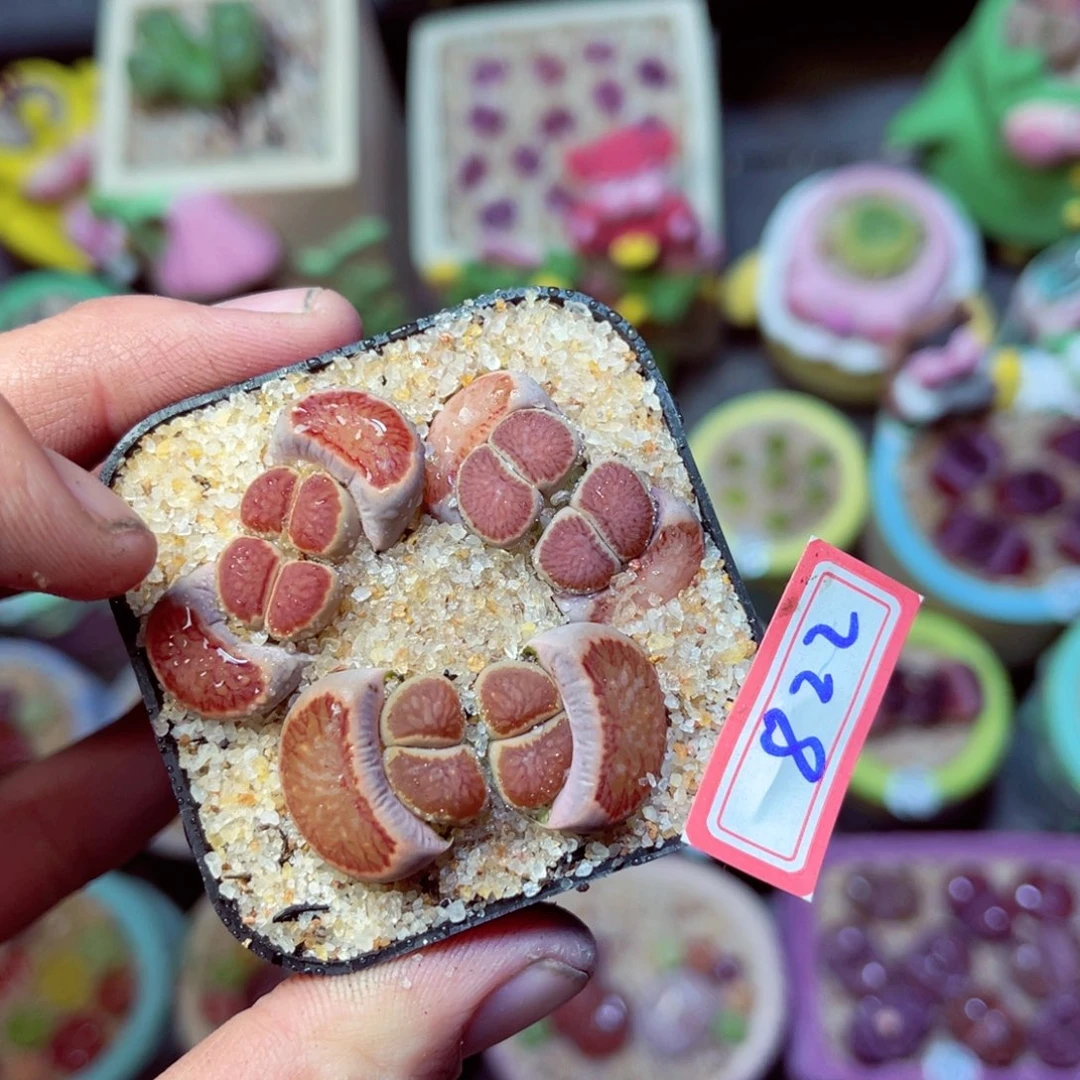 822生石花带盆发