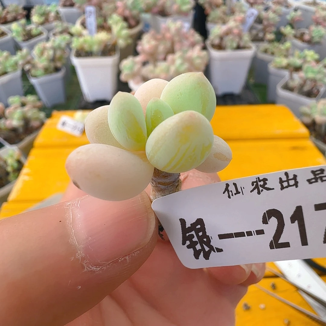 仙农出品，217，彩奶