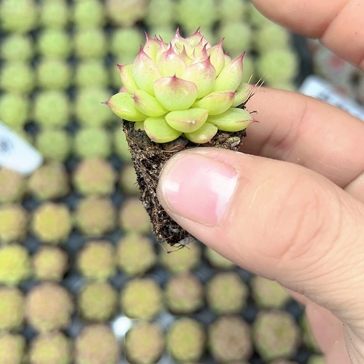 珍妮系 满10颗包邮