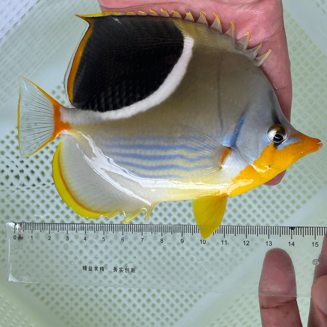 海缸海水鱼直播专用链接