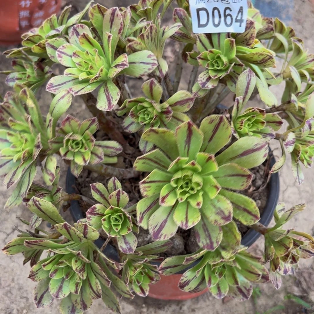 64多肉植物捧花的时候