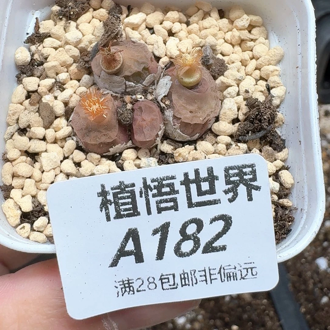 多肉植物的润泽和地方