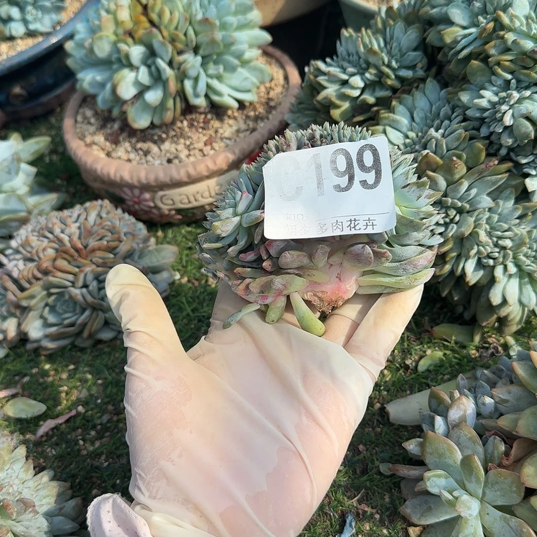 星影缀化小v板默认底切