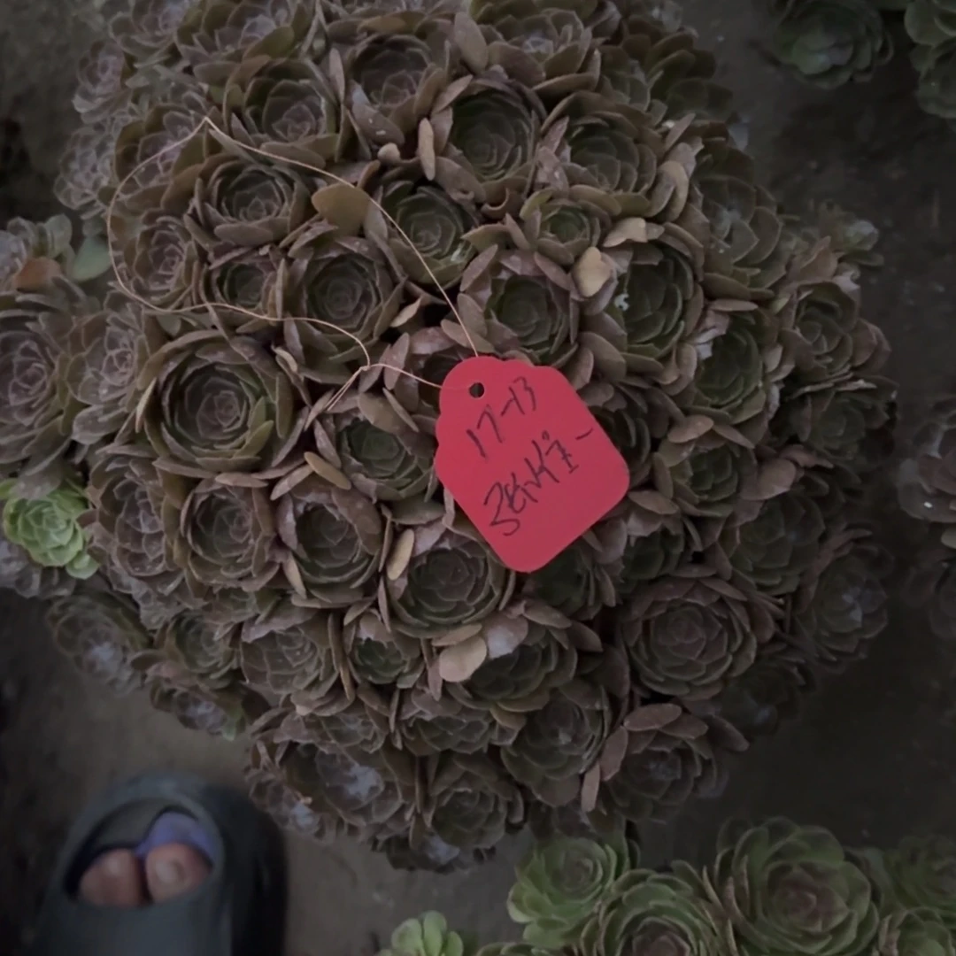 张***一法师黑魔发货17-13