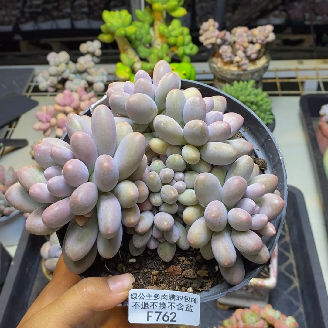 762蛋黄奶多肉15c m
