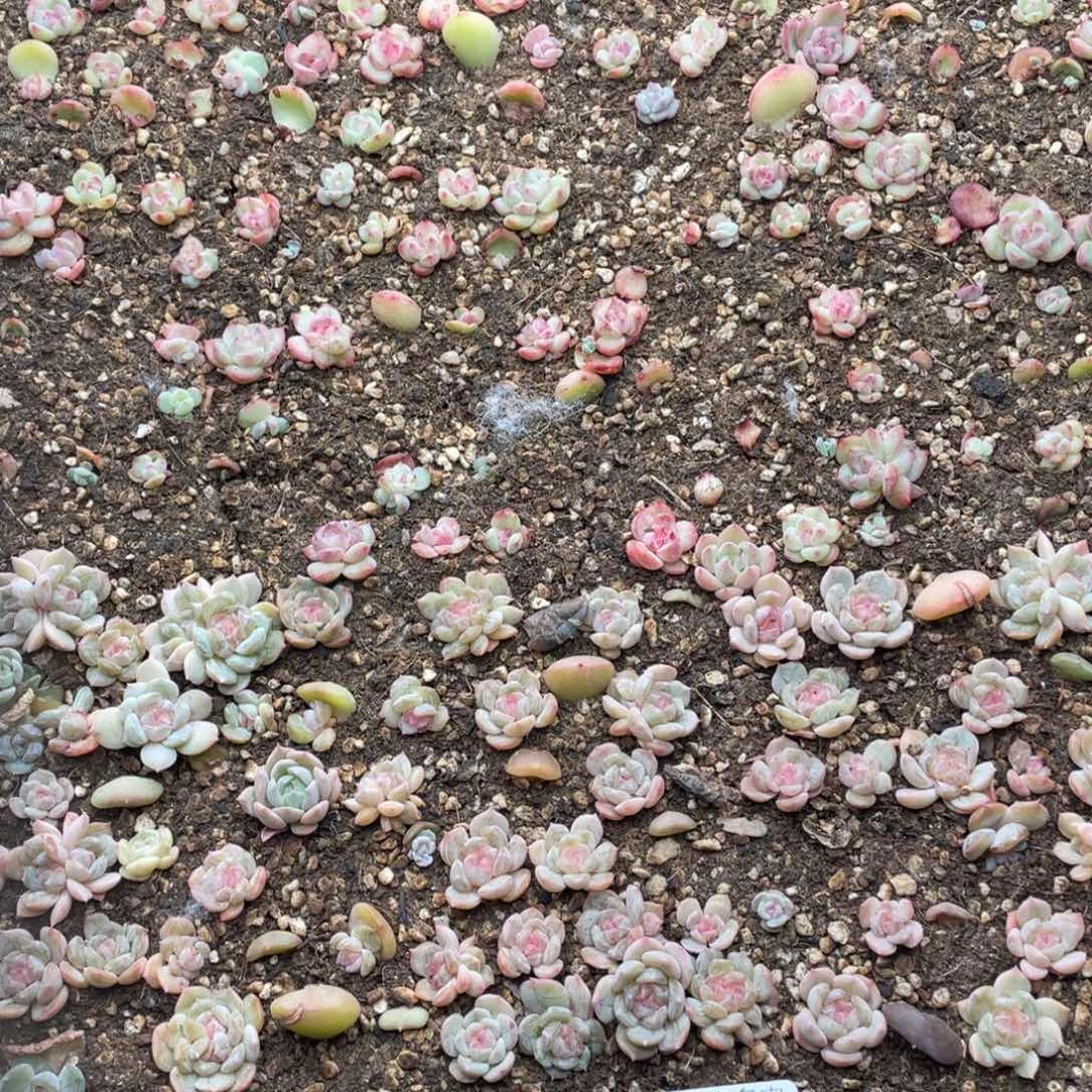 云糖心多肉植物94