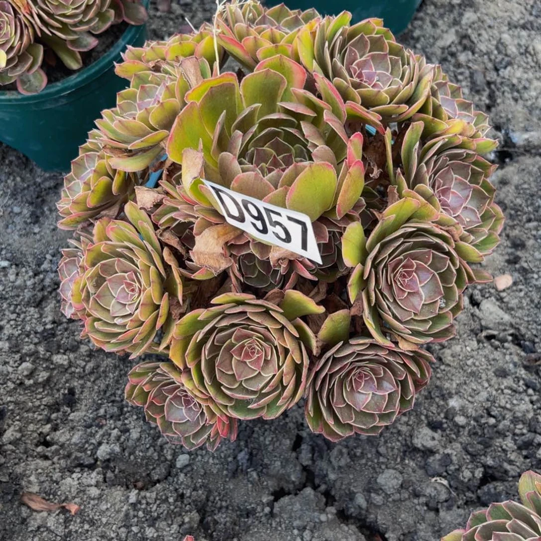 半夏法师26///9包邮