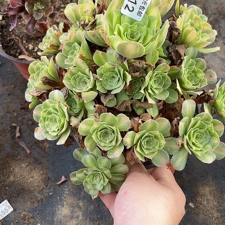 212琉璃多肉植物法师