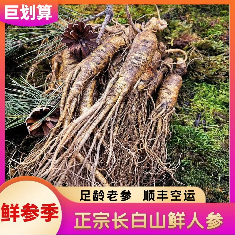 长白山新鲜带土人参营养滋补特产顺丰发泡酒煲汤切片
