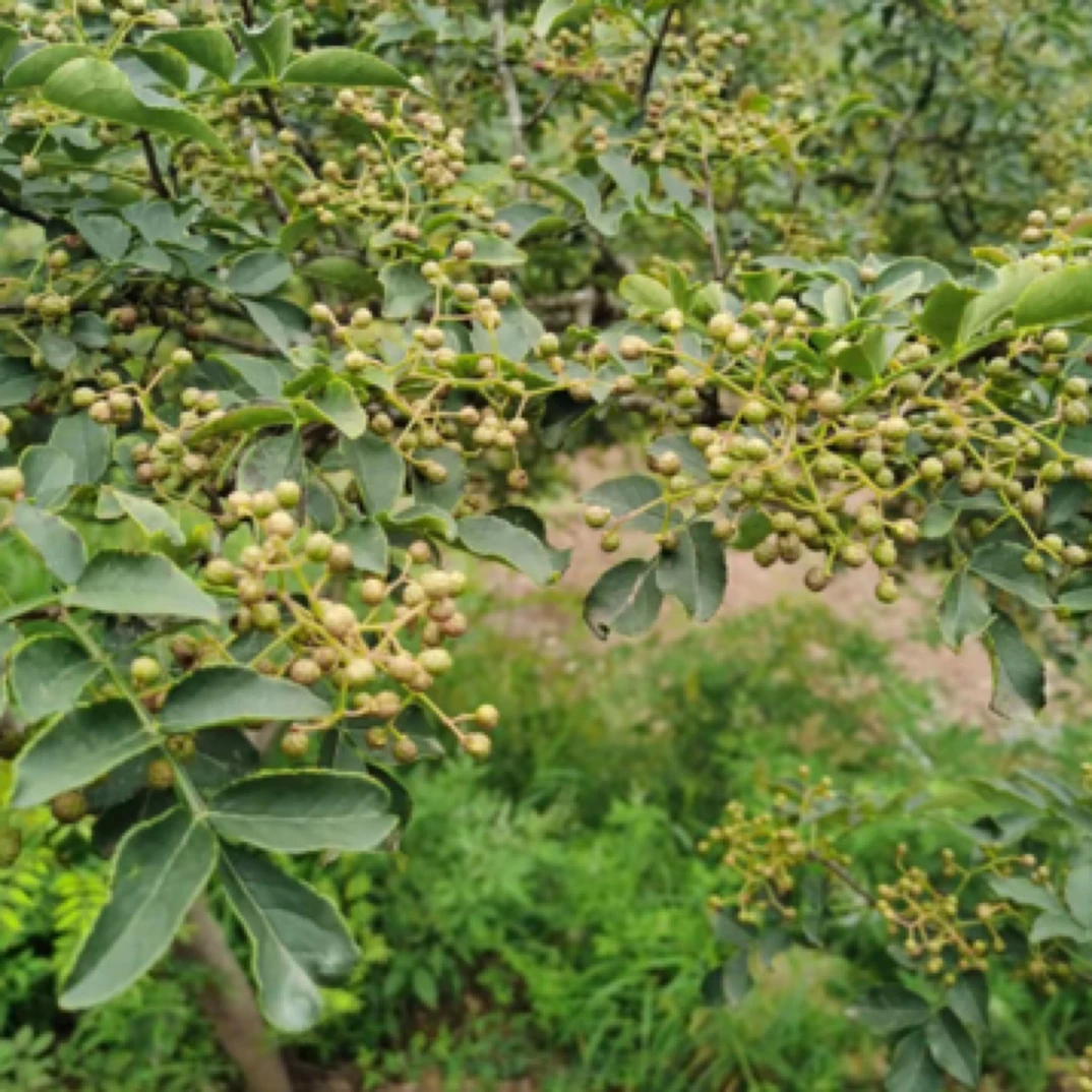 【顺丰包邮】25年现摘新鲜花椒青红花椒盐咸菜炒菜