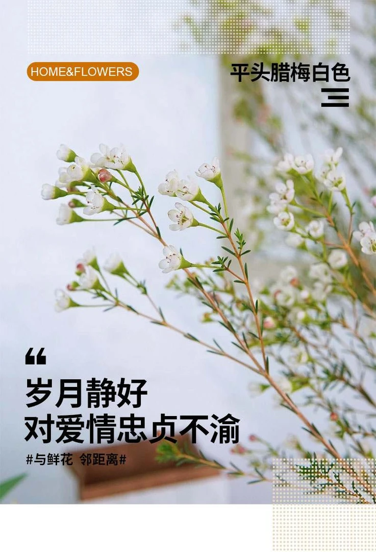 【明日必达】白色腊梅5-6枝冬日年宵花-生活鲜切花-全场任意俩单顺丰包邮到家