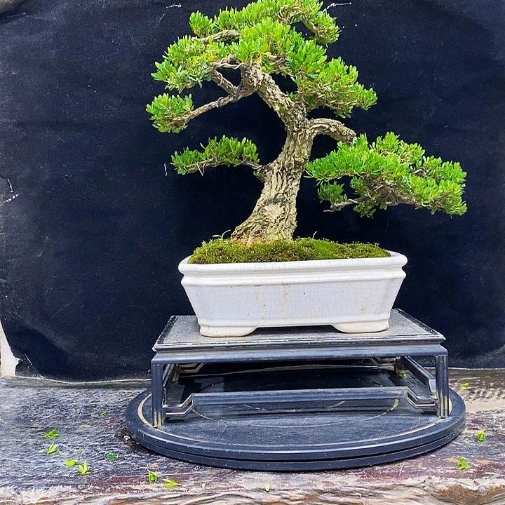 无花朵黄杨盆景四季常青