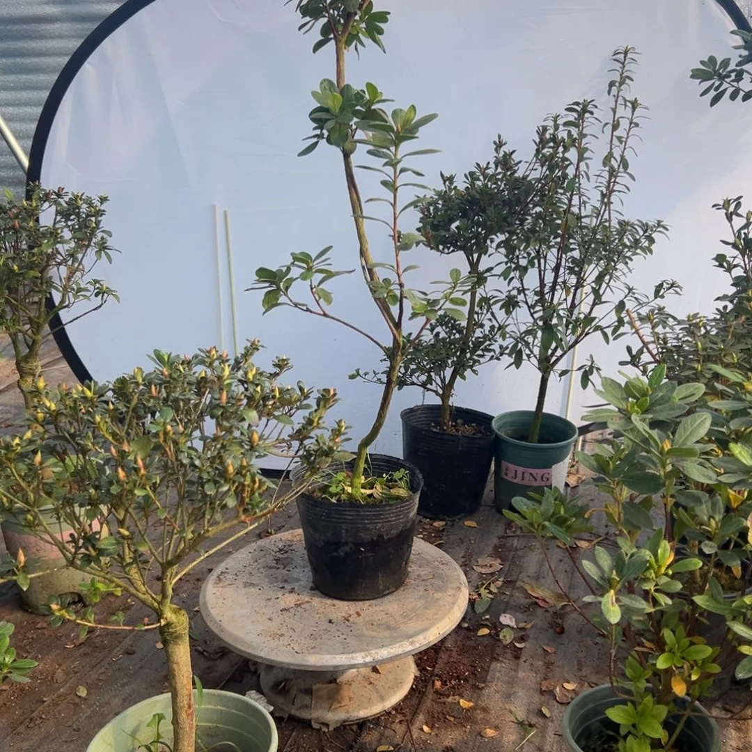 蜜***7完全开放朱砂杜鹃