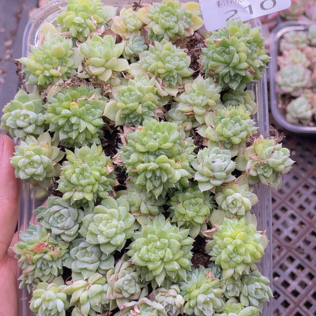 云糖心多肉植物210