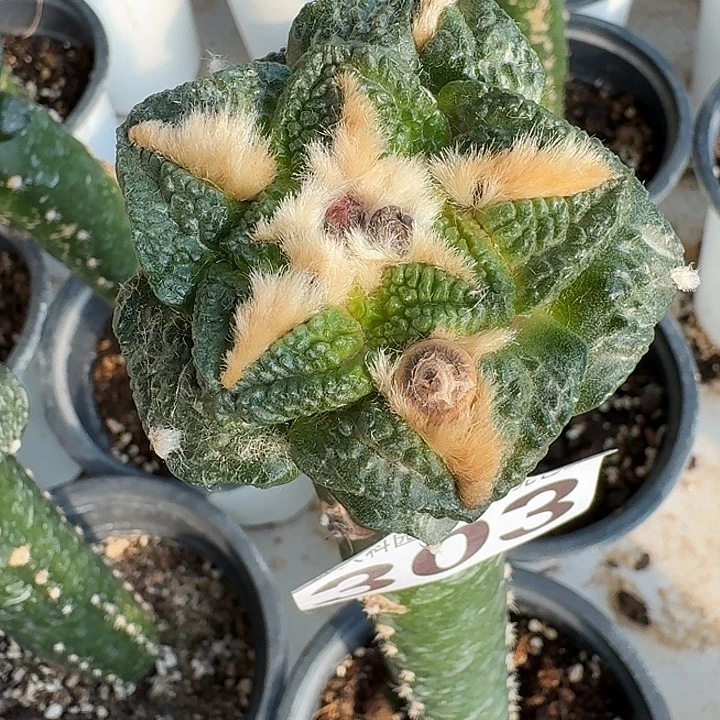 无花朵303龟甲牡丹东二